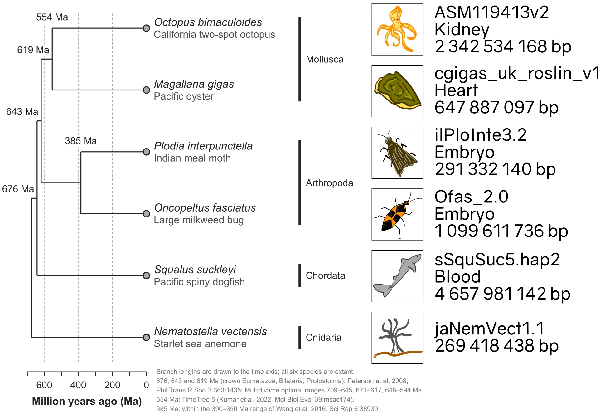 EPIC species phylogeny